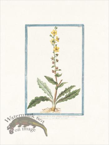 Bonelli 156 Herbe aux mites